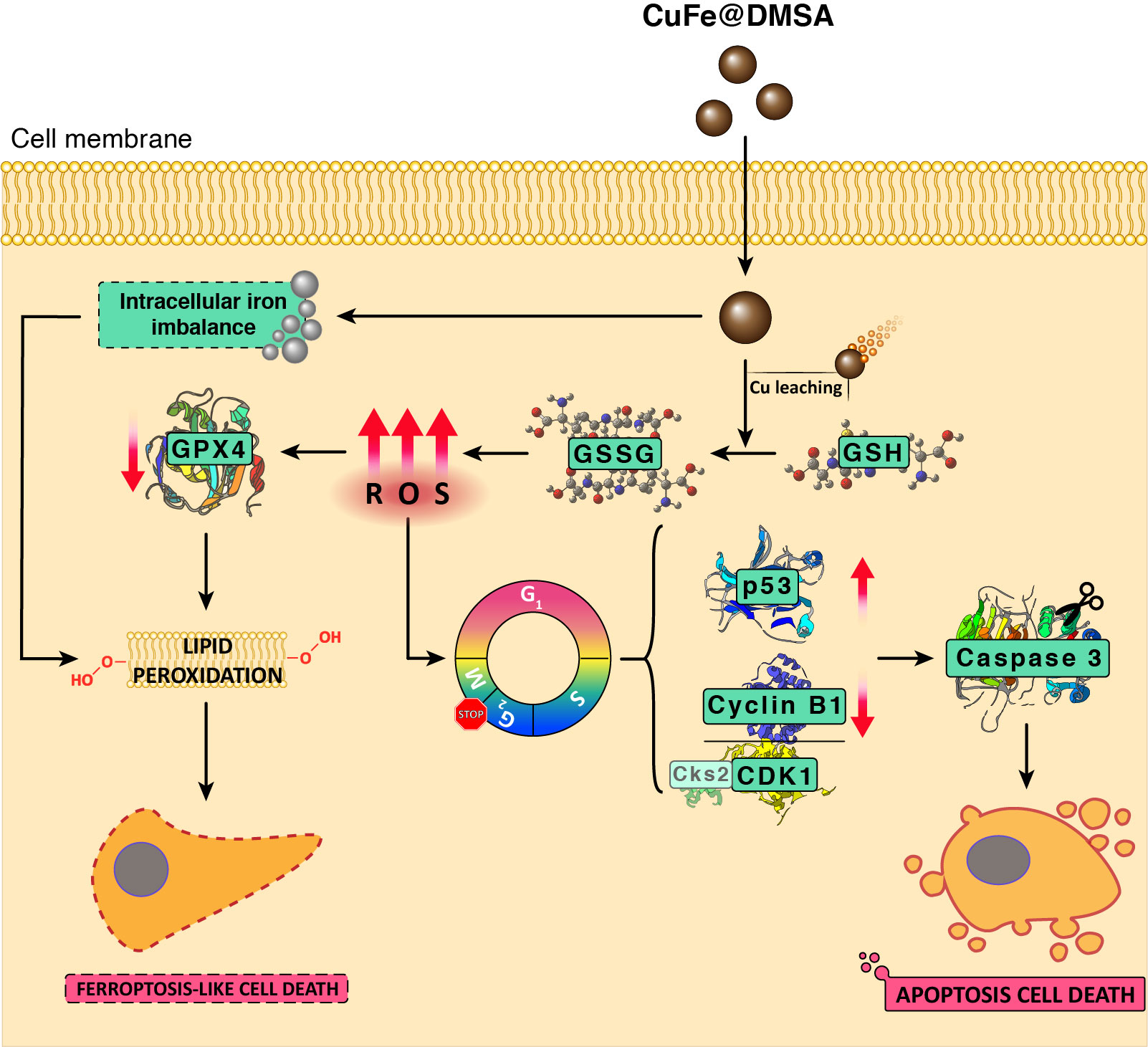 CuFe@DMSA biological pathway