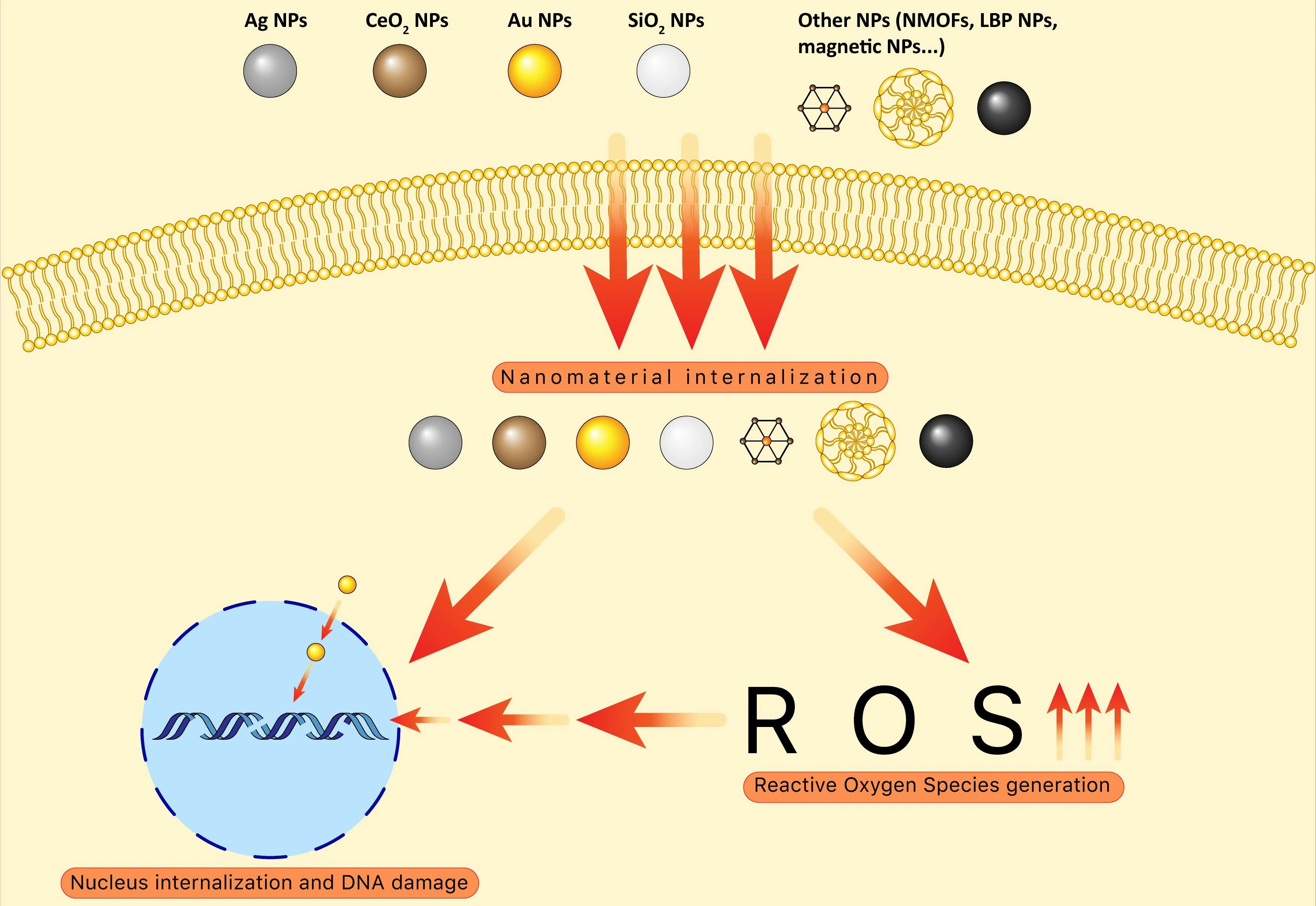 Review Graphical abstract