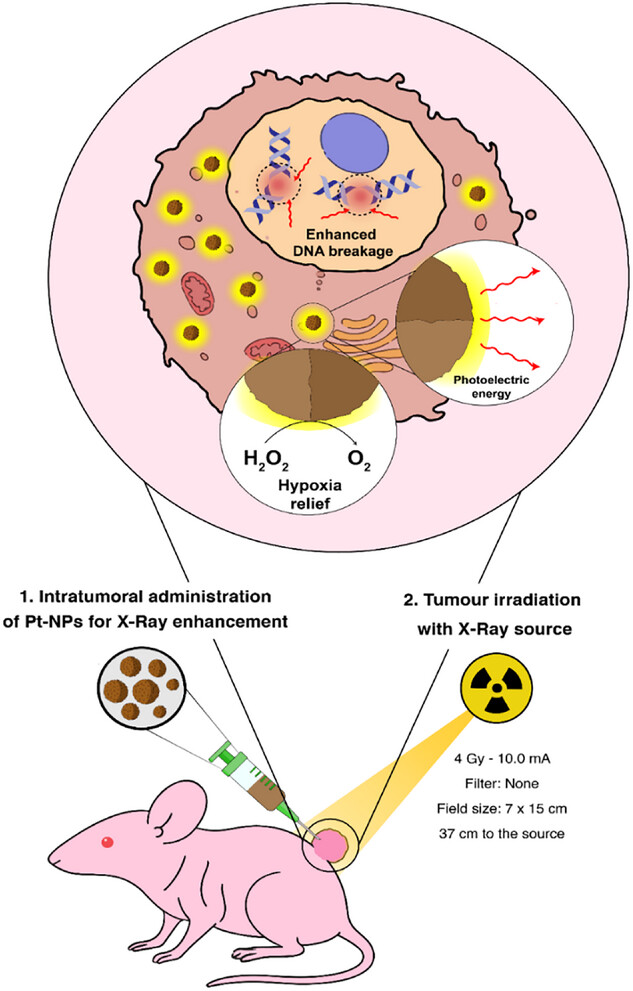 Graphical abstract PtNPs paper